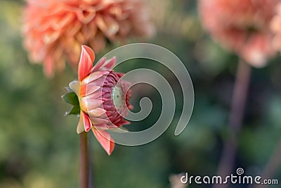 Dahlia flower head starting to open up, photographed from the side in natural day light. Stock Photo