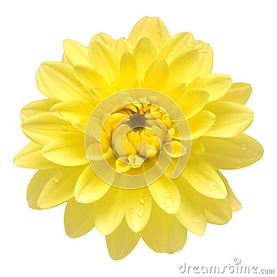 Dahlia flower head yellow isolated on white background. Spring time, garden Stock Photo