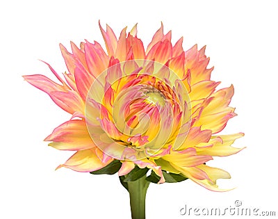 Dahlia flower head yellow-pink isolated on white background. Spring time, garden Stock Photo