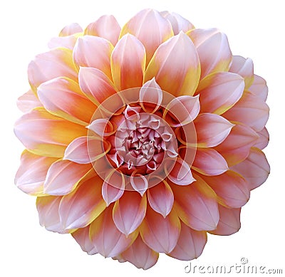 Dahlia flower light pink-yellow,variegated flower, white background isolated with clipping path. Closeup. Stock Photo