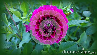 Dahlia flower, perfect symmetry Stock Photo