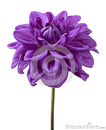 Dahlia flower, Purple dahlia flower isolated on white background, with clipping path Stock Photo