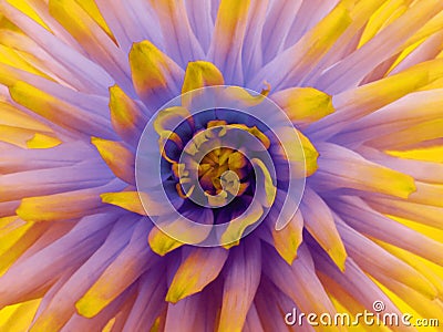 Dahlia flower purple. Petals colored rays. Closeup. Beautiful dahlia in bloom for design. Stock Photo