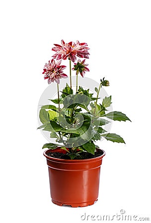 Dahlia flower seedling in plactic flowerpot isolated on white Stock Photo