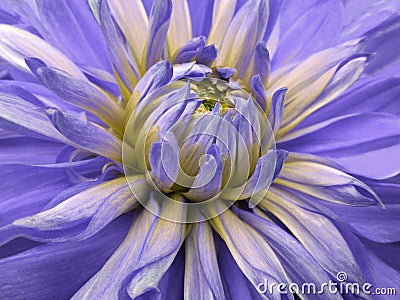 Dahlia flower violet-yellow. Closeup. beautiful dahlia side view for design. Macro. Stock Photo