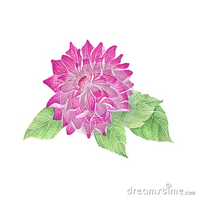Dahlia Flower watercolor isolated . dahliaFlower on white background. Watercolor hand painted illustration of dahlia Flower. Cartoon Illustration