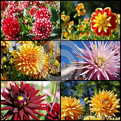 Dahlia flowers collage Stock Photo