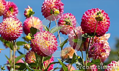 Dahlia flowers by the name Hapet Daydream, photographed with a macro len at RHS Wisey garden, Surrey, UK Stock Photo