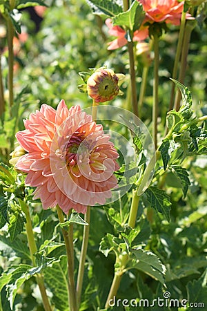 Dahlia `Gabrielle Marie` in bloom Stock Photo