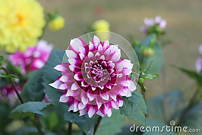 Dahlia is a genus of bushy, tuberous, herbaceous perennial plants native to Mexico and Central America. A member of the Asteraceae Stock Photo