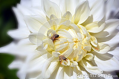 Dahlia is a genus of bushy, tuberous, perennial plants Stock Photo