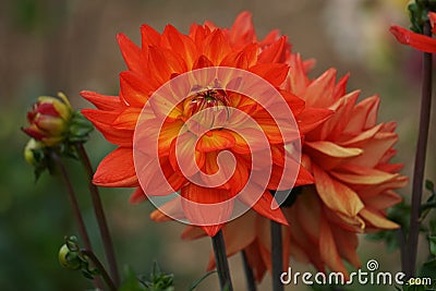 Dahlia Karma Fiesta, bright salmon orange blooms with a yellow base Stock Photo