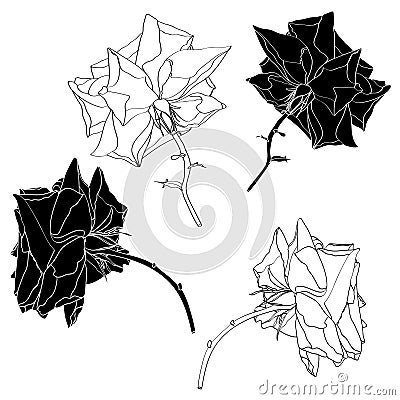 Sketch Floral Botany Collection. Roses flower. Line art on white backgrounds. Vector Illustration