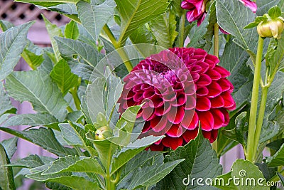 Dahlia Maroon Flower in Green Leaves Stock Photo