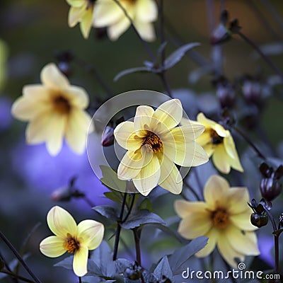 Dahlia Mignon Dinner Plate Lilac Time Yellow Flower. Stock Photo