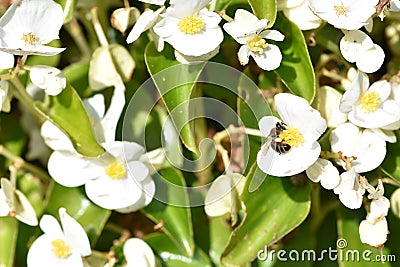 White Dahlia with a wasp, 2. Stock Photo