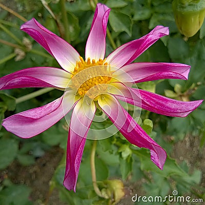 Dahlia Pink Highlights Stock Photo