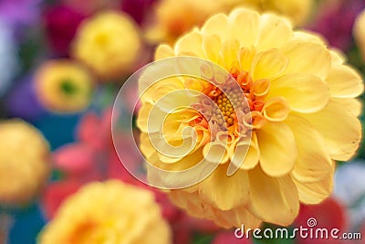 Dahlia spherical yellow color close-up Stock Photo