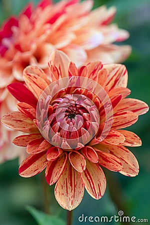 Dahlia Striped Nagano flower, just opening Stock Photo