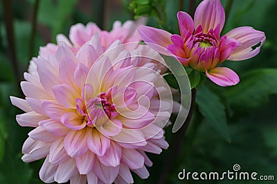 Dahlia variabilis Stock Photo