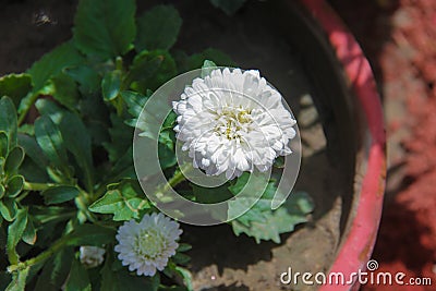 Dahlia white flower Stock Photo