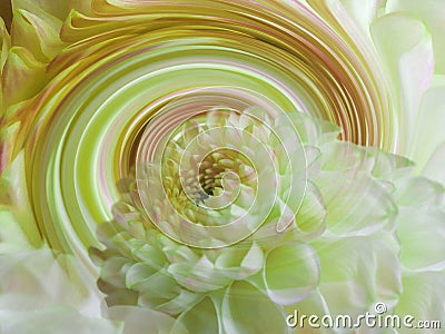 Dahlia white-yellow transparent flower on the background of rainbow spiral. floral composition. floral background. Stock Photo