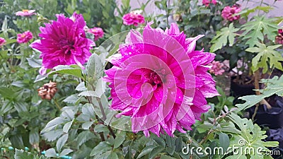 beauty dahlia purple flower in the green garden Stock Photo