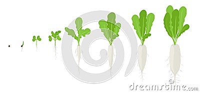 Daikon growth stages. Planting of long white winter radish plant. Daikon life cycle. Vector illustration on white background Cartoon Illustration