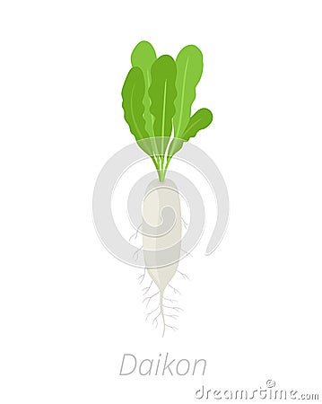 Daikon plant. Long white winter radish plant. Vector illustration on white background. Raphanus sativus Cartoon Illustration