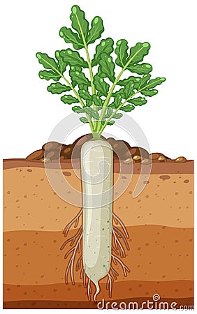 Daikon plant with root system Vector Illustration