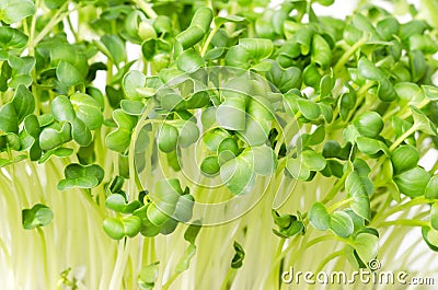 Daikon radish, fresh sprouts, young leaves Stock Photo