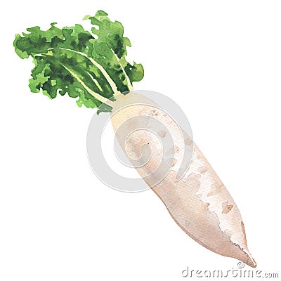 Daikon radish, fresh turnip, white radish, vegetable isolated, hand drawn watercolor illustration on white Cartoon Illustration