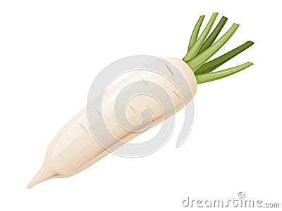 Daikon radish with green stem. Horseradish rhizome plant. Vector Illustration