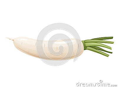 Daikon radish with green stem. Horseradish rhizome plant. Vector Illustration