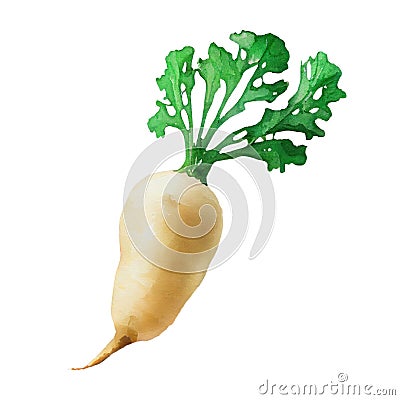 Daikon radish watercolor illustration on white background Cartoon Illustration