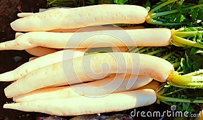 Daikon white radish mooli whiteradish miyashige-radish raphanus sativus var.longipinnatus winter-radish image stock photo Stock Photo