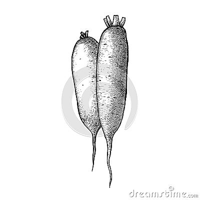 Daikon white radish. Vector sketch Vector Illustration