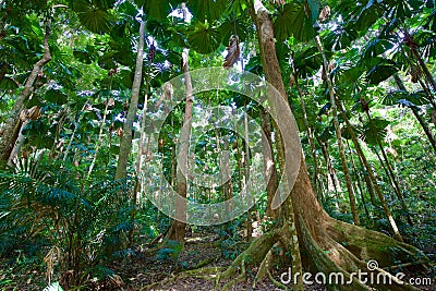 Trees from Daintree Tropical Rainforest in Cairns, Australia Stock Photo