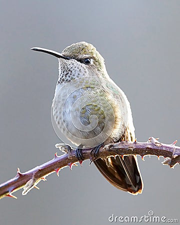 Dainty Hummingbird Perched Bird Iridescent Green Stock Photo