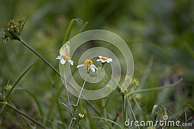 Dainty Sulfur Butterfly on Spanish Needle Weed Stock Photo