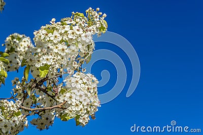 Dainty white flowers on the branches of a tree isolated against clear blue sky Stock Photo