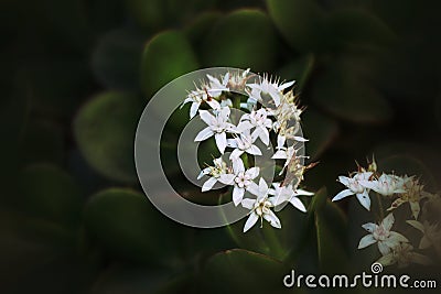 Dainty white flowers in a cup of green leaved Stock Photo