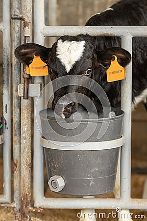 Dairy calf in a pen 2 Stock Photo