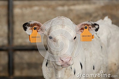 Dairy calf in a pen 4 Stock Photo