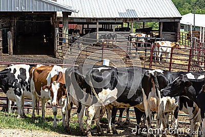 Dairy cattle loafing after milking Stock Photo