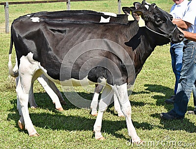 Dairy cattles at the agricultural fair Stock Photo