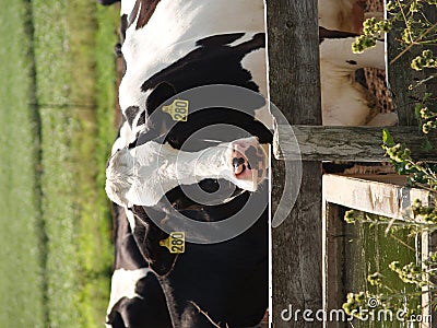 Dairy cow Stock Photo