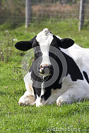 Dairy Cow Stock Photo