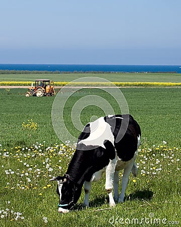 Dairy cow Stock Photo