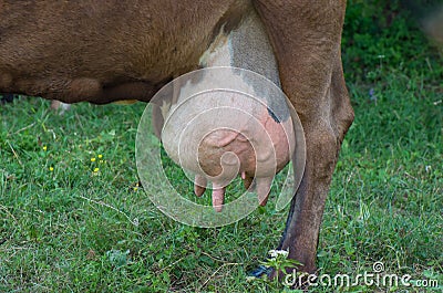 Dairy cow with a big udder Stock Photo